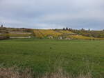 Weinberg bei Rollsdorf, Seegebiet Mansfelder Land (01.11.2024)