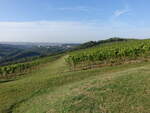 Weinberge bei Rehehausen im Naturpark Saale-Unstrut-Triasland (22.09.2024)