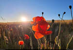 Sich sonnende Mohnblume, entdeckt auf einem Feld bei Zscherben (Gemeinde Teutschenthal).