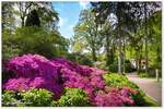 Rhododendronpark Bremen Horn-Lehe.