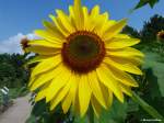 Sonnenblumen-Blüte im Botanischen Garten in Hamburg Klein-Flottbek (Juli 2014)