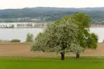 Obstbume am Untersee. Im Hintergrund Hegne, ein Ortsteil von Allensbach (26.04.2009)