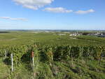 Weinberge bei Avize in der Champagne (05.10.2024)