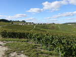 Weinberge bei Cramant, Champagne (05.10.2024)