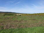 Weinberge bei Climbach im Kanton Wissembourg (13.10.2024)