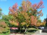 Grugapark Essen - der Herbst hat hier Einzug gehalten (Oktober 2014)