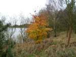 An diesem frhwinterlichen Novembertag fand ich im Wald am Niegripper See diesen bunten Farbtupfer des Herbstes . ( 11.11.2007 )