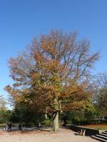 Herbstlicher Spaziergang durch den Hamburger Stadtpark am 7.11.2020 /