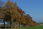 Herbstfarben an der Straße von Derenbach und der Féitsch. 31.10.2024