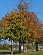 Herbstfarben an der Straße von Derenbach und der Féitsch. 31.10.2024