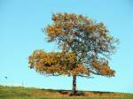 einsamer Baum im Herbstwind