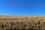 Kornfeld und blauer Himmel, nichts weiter.