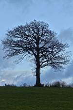 Einsamer Blattloser Baum auf einem Hügel in der Nähe von Alscheid. 02.12.2024