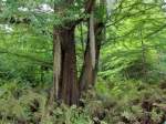 Diese wie ein Bart hngende Pflanze ist eine Tillandsia usneoides. Vorkommen:Sdstliches Nordamerika bis Argentinien und Chile. Die  Brte  hngen an einer Sumpfzypresse (Taxodium distichum). Die Sumpfzypresse wchst entlang des atlantischen Nordamerika bis runter in das sdwestliche Texas. Foto: Botanischer Garten Berlin, 01.09.2011