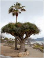 Drachenbaum und Palme an der Promenade in Cala Millor. Drachenbume gehren zur Familie der Spargelgewchse.
24.02.2013