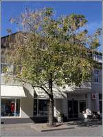 Dieser Trompetenbaum (Catalpa bignonioides) steht in der Fußgängerzone von Zeven. Seine natürliche Heimat ist der Südosten der Vereinigten Staaten. 29.09.2018