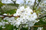 Kaiserstuhl, Kirschbäume in voller Blüte, April 2024