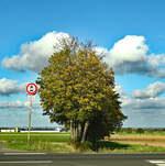 Einzelbaum mit Wolken bei Euskirchen - 22.10.2024