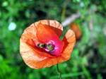 Biene nascht Mohn (Hay was bin ich Fidel )