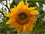 Sonnenblume. Ein Foto aus dem Fundus: 25.07.2005.