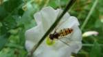 Zaunwinde mit Besucher