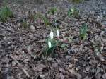 Galanthus nivalis am 26.02.2012 in Ingolstadt gesehn.