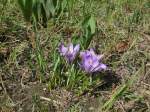 Ein Crocus chrysanthus am 17.03.2012 in Ingolstadt gesehen.