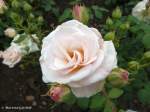 Rosenblüten in verschiedenen Stadien (Europa-Rosarium Sangerhausen, Sachsen-Anhalt - Juni 2012)