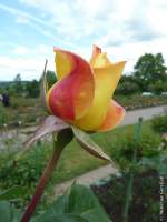 Aufgehende, zweifarbige Rosenblüte (Europa-Rosarium Sangerhausen, Sachsen-Anhalt - Juni 2012)