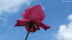 Rosenblüte mit weiß-blauem Himmel (Europa-Rosarium Sangerhausen, Sachsen-Anhalt - Juni 2012)