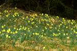 Die Narzissen blhen jetzt im Perlbachtal/Eifel. Aufnahme vom 18.04.2013