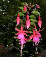 Fuchsien-Blten (Fuchsia). Ein schnes Nachtkerzengewchs. Foto:September 2013 