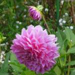 Dahlienblüten in einem Garten in Nonnenhorn (Kreis Lindau, Bodensee / Bayern, September 2013)