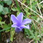 Besuch einer Fliege auf einer Enzianblüte, gesehen in der Nähe der Schlappold-Alpe am Fellhorn (Landkreis Oberallgäu, September 2013)