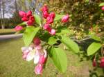 Zierapfel-Blüten gesehen in Gladbeck, Kreis Recklinghausen, NRW, März 2014