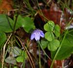 Leberblümchen (Hepatica nobilis) am 21. Februar 2016.