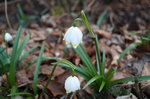 Frühlingsknotenblumen (Leucojum vernum) am 21. März 2016 am Wegesrand.