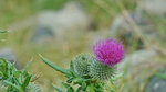 Distelblüte. Mariendistel (Silybum marianum). Deichvorland Insel Föhr. Foto: Spätsommer 2014