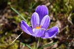 Der Frühling hält Einzug mit den ersten blühenden Boten wie diesem Krokus. Aufgenommen am 16.03.2017.