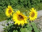 Hamburg-Winterhude am 16.6.2021: Sonnenblumen, gepflanzt in einem Blumenkübel  im Stadtpark /