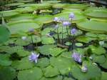 Tropische Seerosen in einem Becken im Botanischen Garten Berlin. Im Hintergrund die Riesenbltter der Victoria Regia, die knigliche Riesenseerose. Durch zahlreiche Luftkammern, und den 5cm hohen Rand, ist das Blatt in der Lage Lasten bis zu 50kg zu tragen. Foto: 26.07.2007  