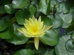 Blte einer tropischen Seerose. Botanischer Garten zu Berlin. Foto: 26.07.2007