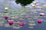 BUGA-Gelnde Ronneburg, Seerosen (Nymphaea), Aufn. 06/2007