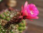 Echinopsis mamillosa var. karmesina - eine Blte voll entfaltet, eine weitere Blte vor dem Erblhen. Die Blten entfalten sich nur tagsber und halten auch nur einen Tag (07/2008)