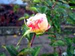 Rose mit Morgentau