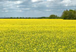 Rapsfeld in voller Blüte bei Euskirchen - 21.05.2021