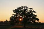 Sonnenuntergang auf einem Feld bei Stuttgart-Mhringen, gesehen beim Straenbahn-fotografieren am 07.10.2007