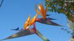 Doppelte Strelitzienblüte (Funchal / Madeira, Februar 2014)