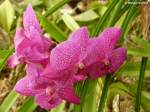 Pregetter’s Orchideengarten “Jardim Orquídea” in Funchal (Madeira - Februar 2014)