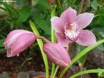 Pregetter’s Orchideengarten “Jardim Orquídea” in Funchal (Madeira - Februar 2014)